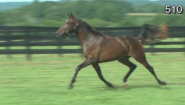 Standard Bred Yearlings