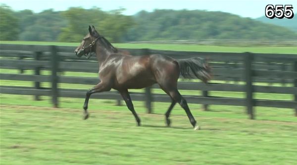 Standard Bred Yearlings